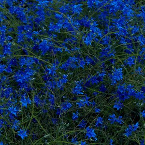 Gift Songs — Jefre Cantu-Ledesma