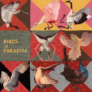 Birds of Paradise — Thomas Dollbaum