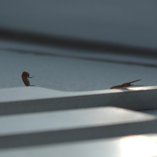 Duro — Skrillex, Young Miko