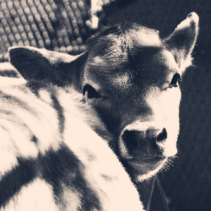 cowboy's gonna do it — Alex Kehm