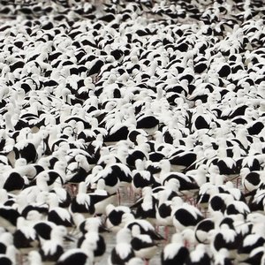 Flood — Stella Donnelly