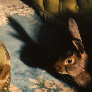 Rabbits Can Swim — Florence Road