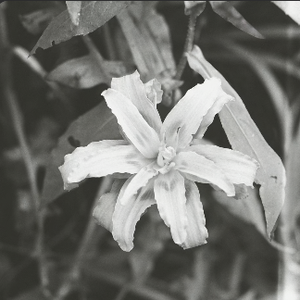 I Am A Cloud — The Dead Tongues