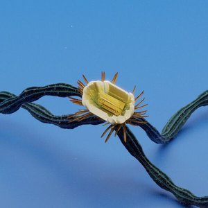 Out Of Phase — EXTRAA